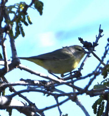 Orange-crowned Warbler at French Lake