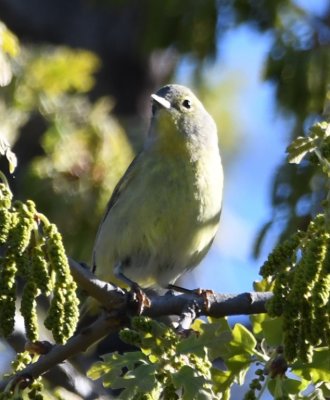Orange-crowned Warbler