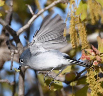 Blue-gray Gnatcatcher