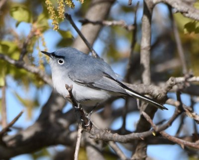 Blue-gray Gnatcatcher