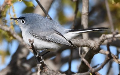 Blue-gray Gnatcatcher