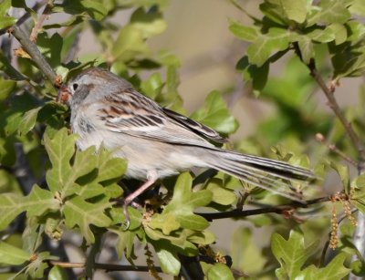 Field Sparrow