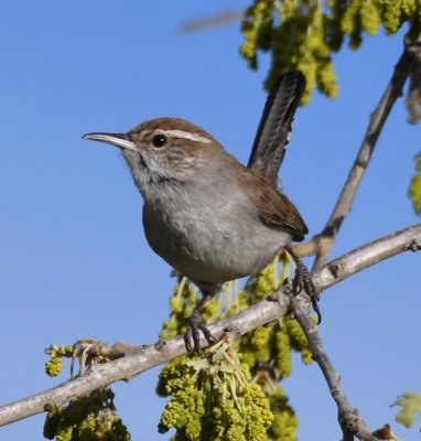 Bewick's Wren