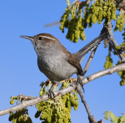 Bewick's Wren