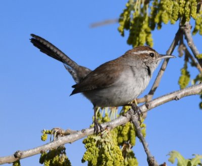 Bewick's Wren