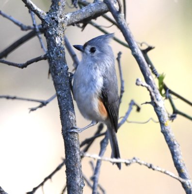 Tufted Titmouse