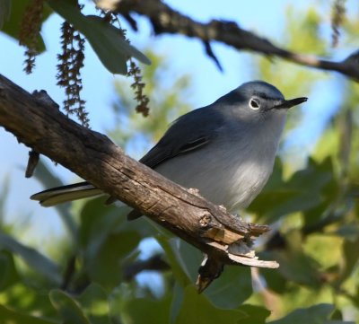 Blue-gray Gnatcatcher
