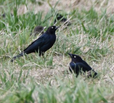 Friday morning we drove from Lawton to Hackberry Flat WMA. Just west of Chattanooga, we found a large group of blackbirds, including these Brewer's Blackbirds.