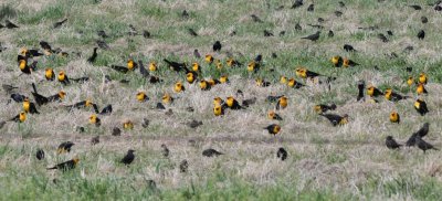 Yellow-headed Blackbirds
