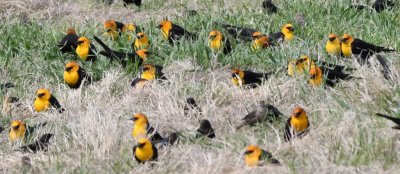 Yellow-headed Blackbirds