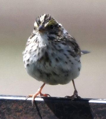 Savannah Sparrow south of Hollister, OK