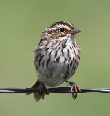 Savannah Sparrow