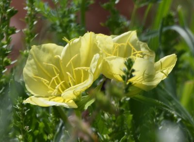 Yellow Mallow
