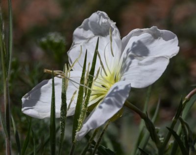 White Mallow