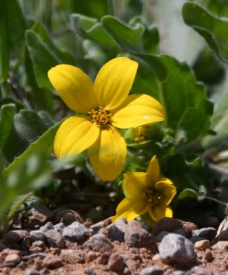 Yellow wildflower