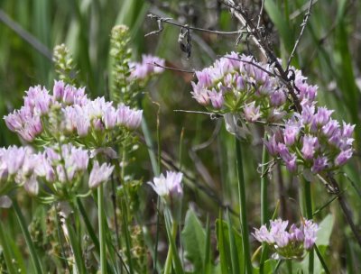 Pinkish wildflowers