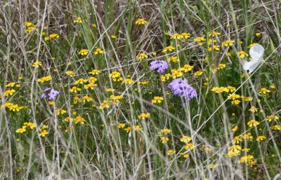 Wildflowers