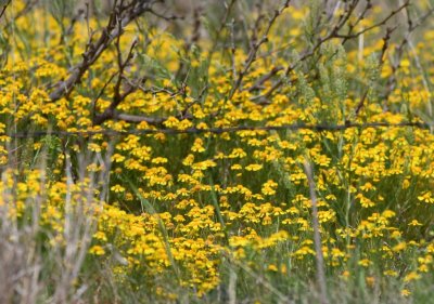 Wildflowers