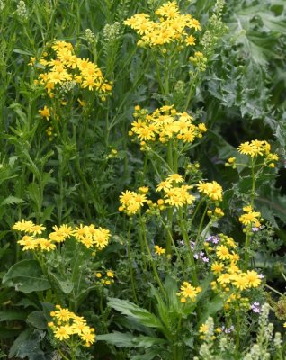 Wildflowers