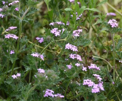 Wildflowers