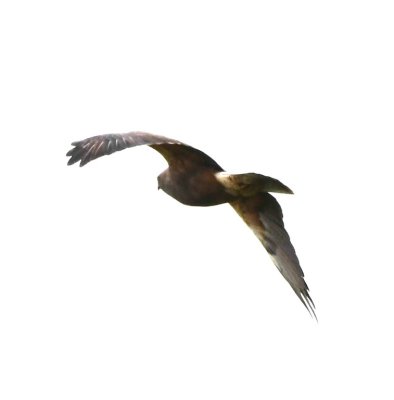 Swainson's Hawk?