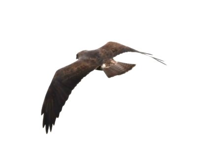 Swainson's Hawk?