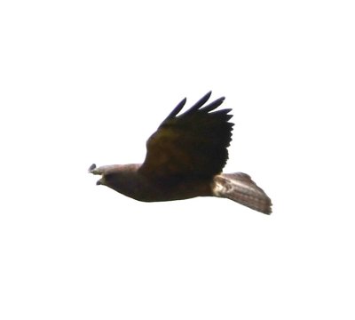 Swainson's Hawk?