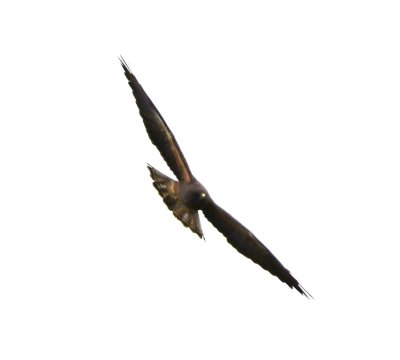 Swainson's Hawk?