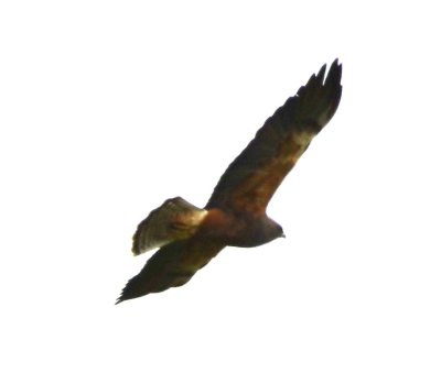 Swainson's Hawk?