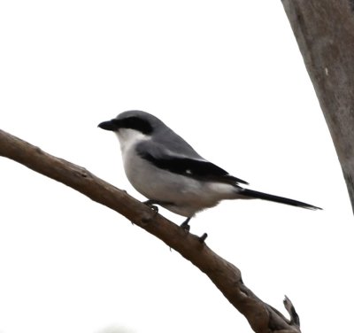 Loggerhead Shrike on a snag at the pond east of the WMA
