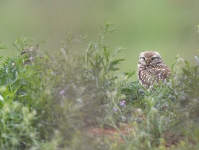 Burrowing Owls where we've found them several years east of the WMA