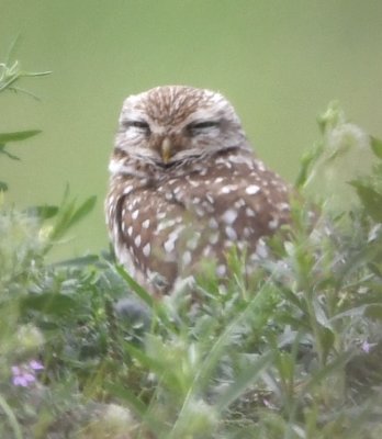Burrowing Owl