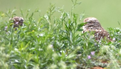Burrowing Owls