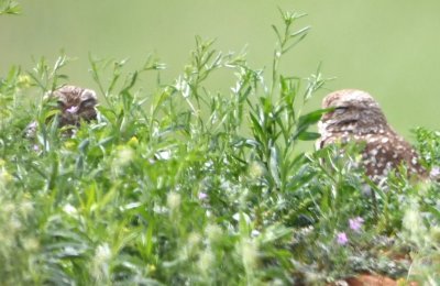 Burrowing Owls