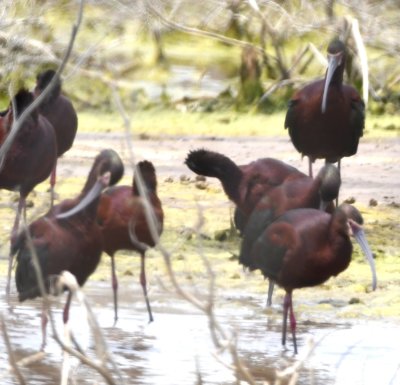 White-faced Ibis at Hackberry Flat Wildlife Management Area
