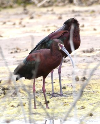 Is it possible the bird on the right is a Glossy Ibis?