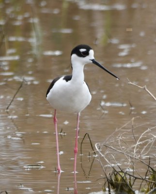 Black-necked Stilt