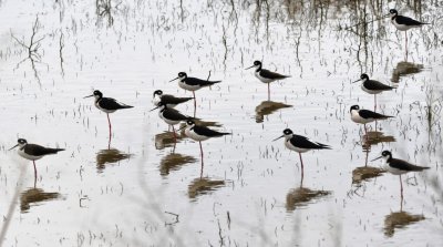 A group of Black-necked Stilts