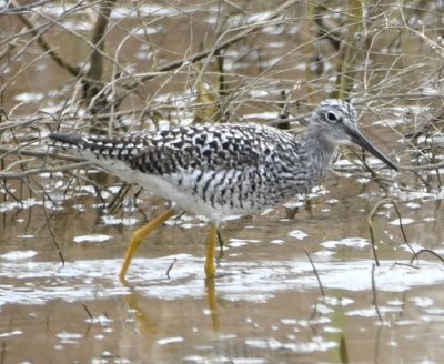 Greater Yellowlegs