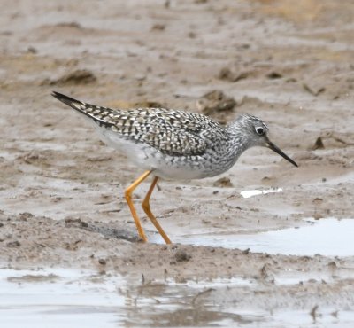 Lesser Yellowlegs