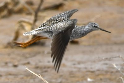 Lesser Yellowlegs