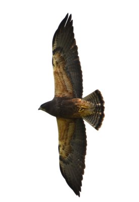We drove south of the refuge to look for woodpeckers and saw three hawks circling overhead. Were they an adult and two young Swainson's Hawks?