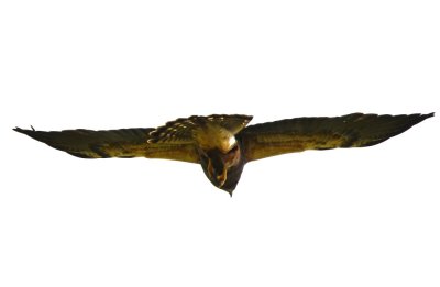 Swainson's Hawk?