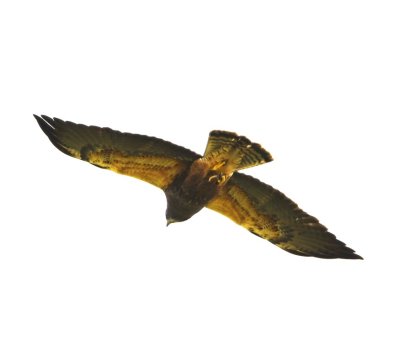 Swainson's Hawk?