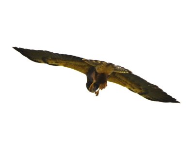 Swainson's Hawk?