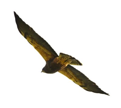 Swainson's Hawk?