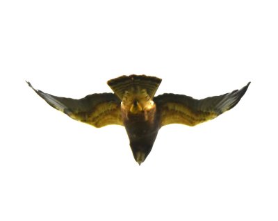 Swainson's Hawk?