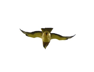 Swainson's Hawk?