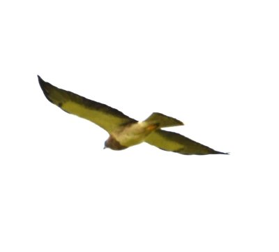 Swainson's Hawk?