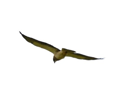Swainson's Hawk?